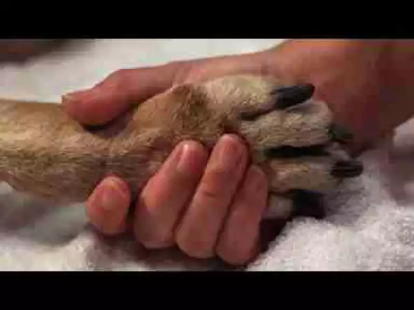 Video: THE TOP 10 || TOP 10 PEOPLE SAVE ANIMALS FROM DEATH 1